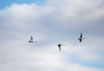 Tundra Swan 越辺川(埼玉県川島町) Mon, 11/23/2020