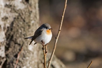 ニシオジロビタキ 播磨中央公園(兵庫県) 2016年2月11日(木)