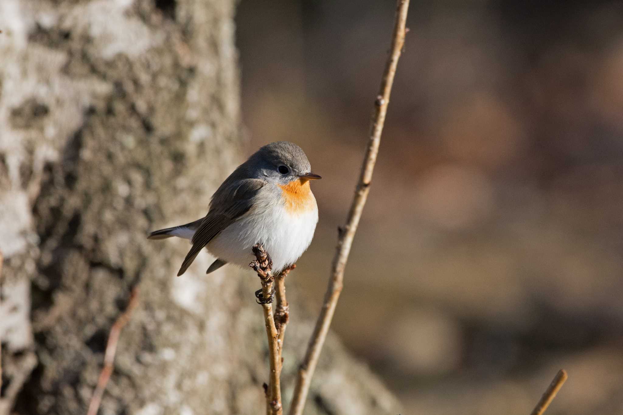 Photo of Red-breasted Flycatcher at 播磨中央公園(兵庫県) by 倶利伽羅