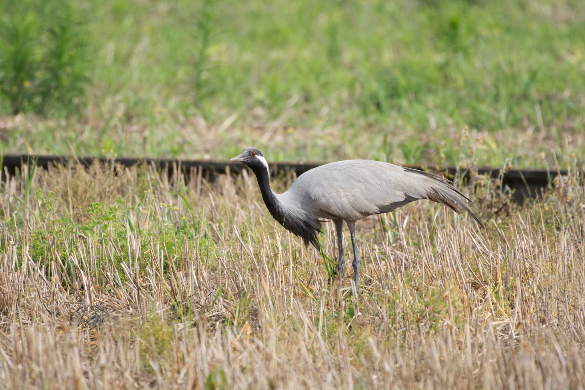 Photo of Demoiselle Crane at 福井県小浜市 by 倶利伽羅