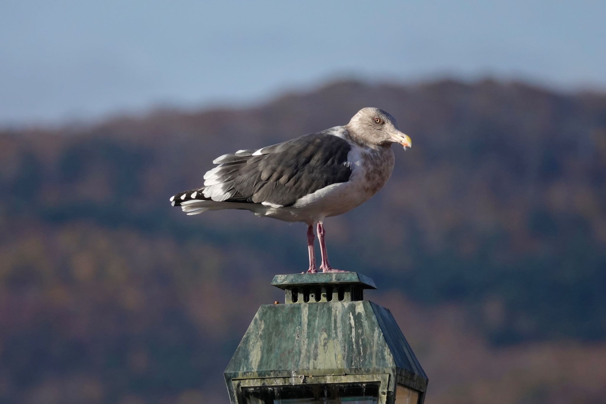 Slaty-backed Gull