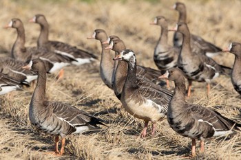 Mon, 11/23/2020 Birding report at Kabukuri Pond