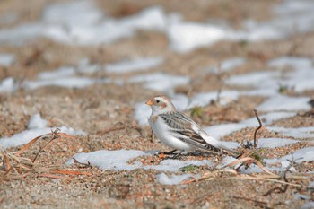 Snow Bunting 三重県四日市市磯津町 Mon, 1/25/2016