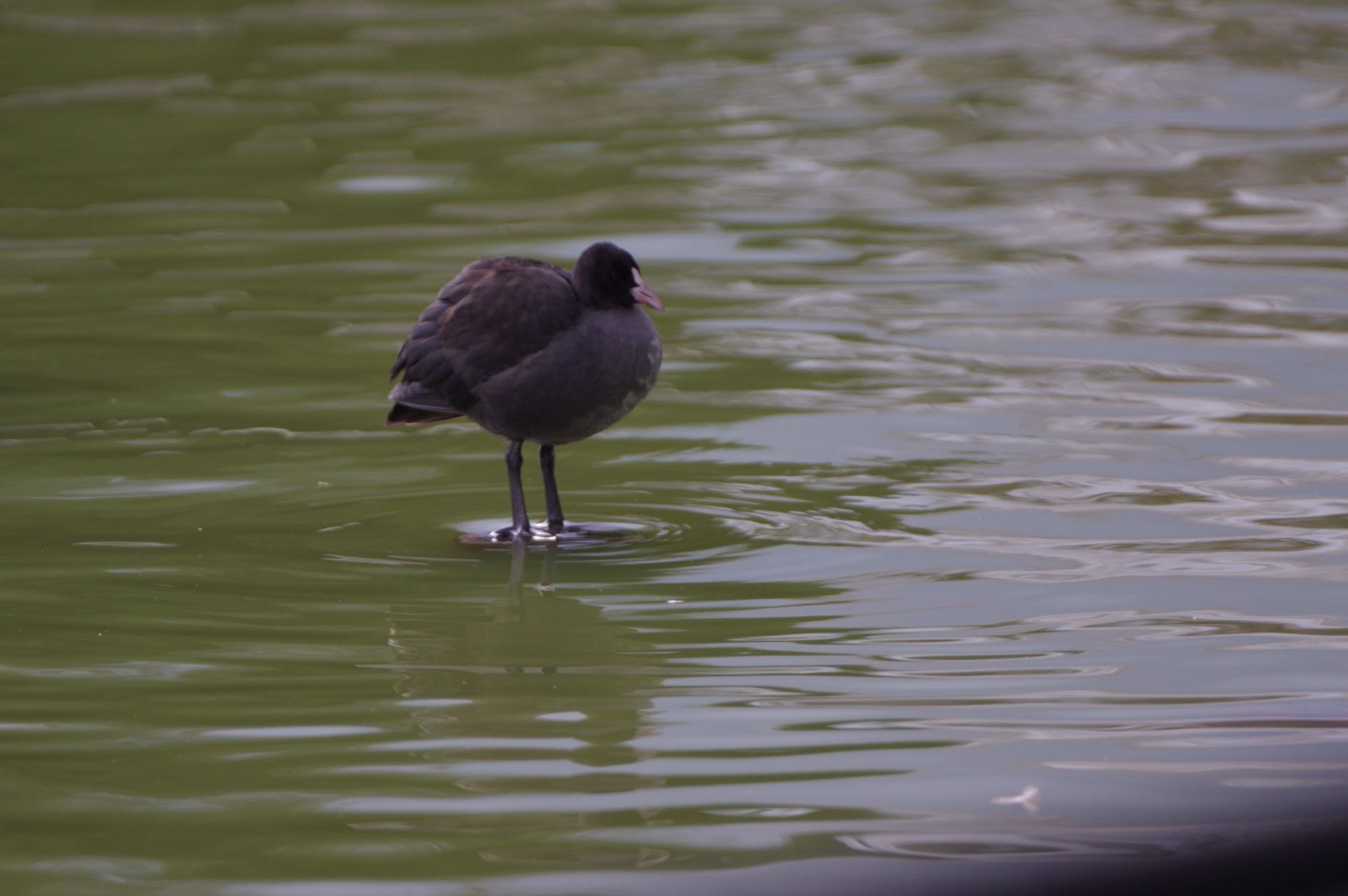 Eurasian Coot