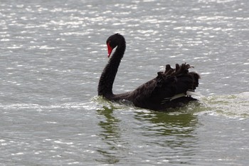 2020年11月23日(月) 紀の川市の野鳥観察記録