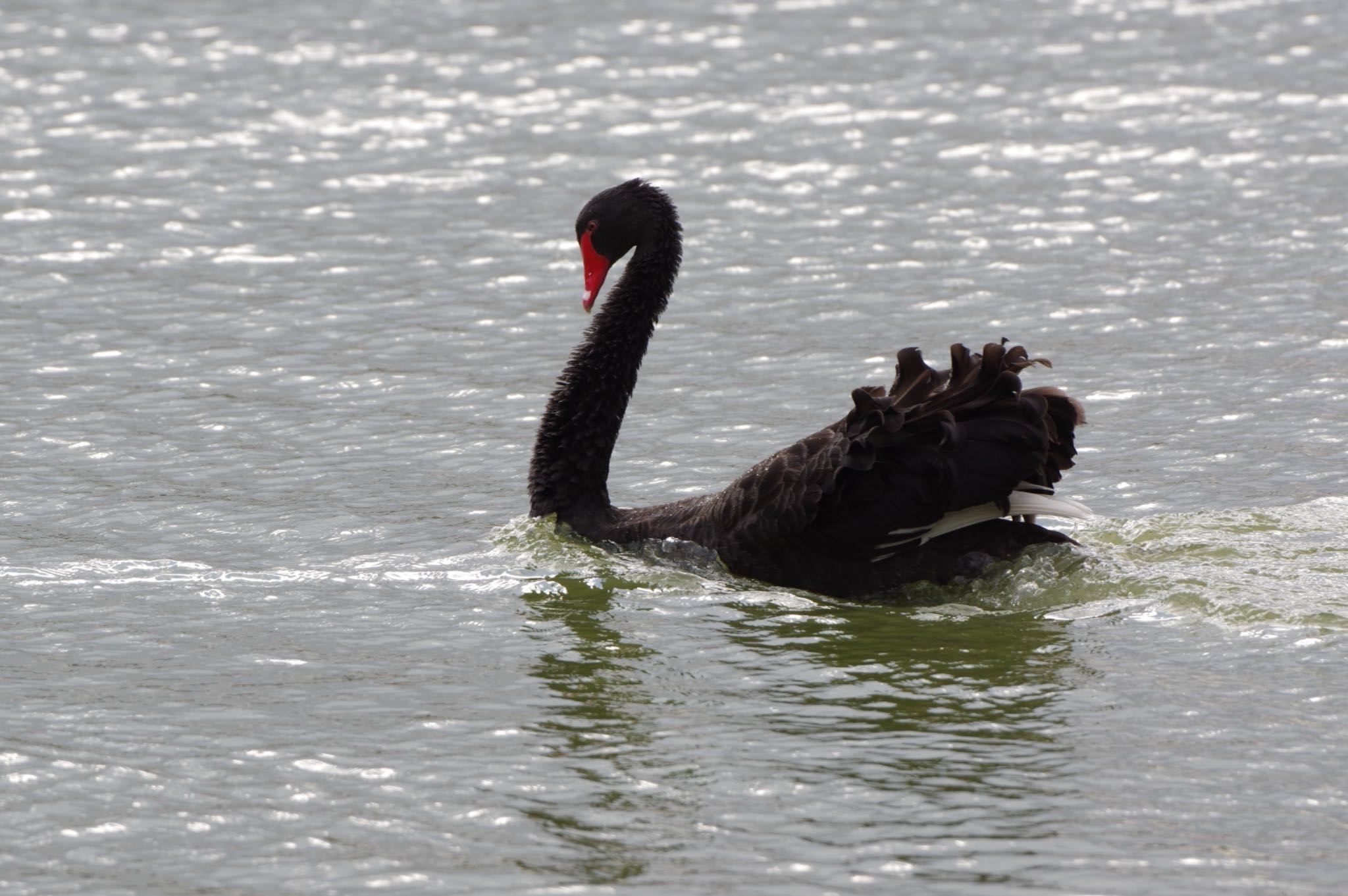 Black Swan