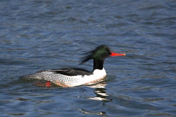 Scaly-sided Merganser 石川県 Wed, 12/30/2015