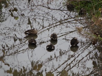 2020年11月24日(火) 浅川 (八王子)の野鳥観察記録