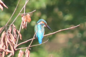 カワセミ Doi Pha Hom Pok National Park 2020年11月18日(水)