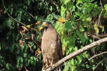 カンムリワシ Doi Pha Hom Pok National Park 2020年11月18日(水)