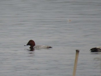 Common Pochard 国営木曽三川公園  Mon, 10/17/2016