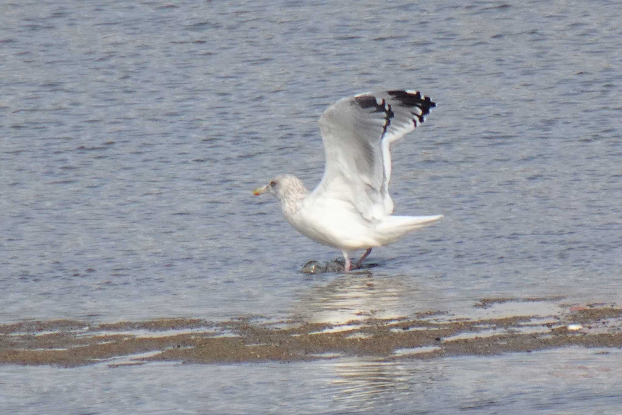 Photo of Vega Gull at 大和川 by マル