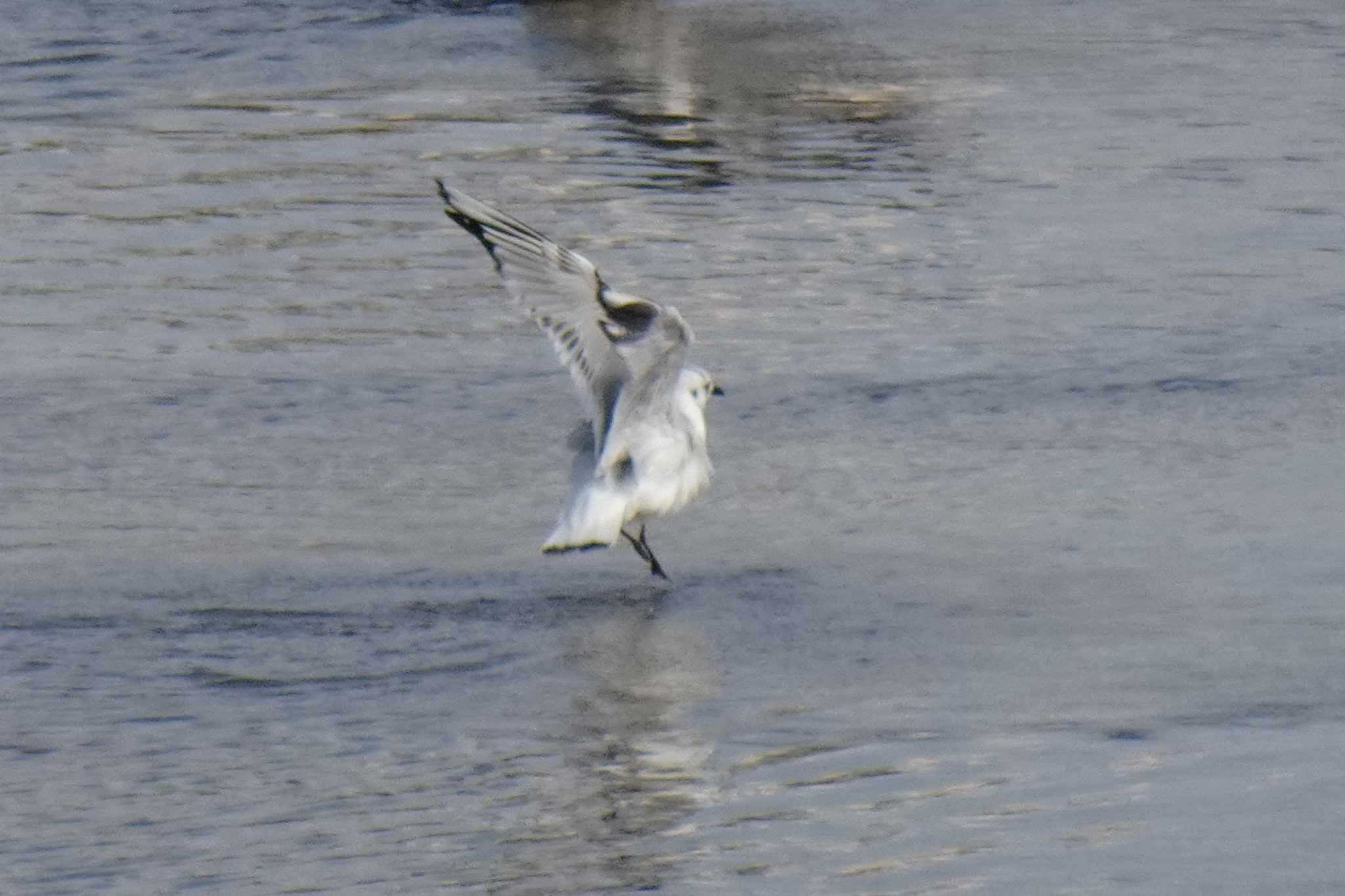 Photo of Saunders's Gull at 大和川 by マル