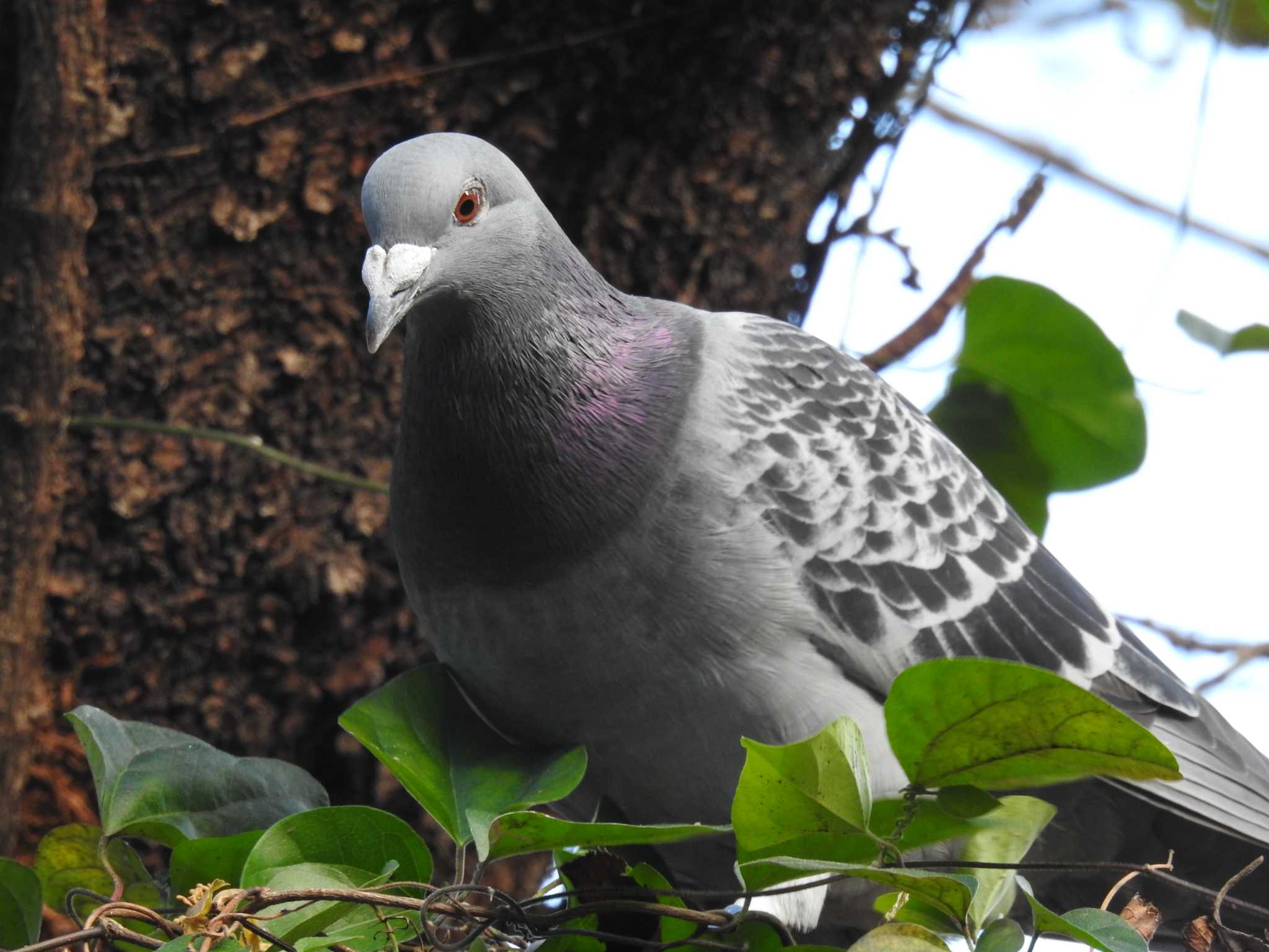 Rock Dove