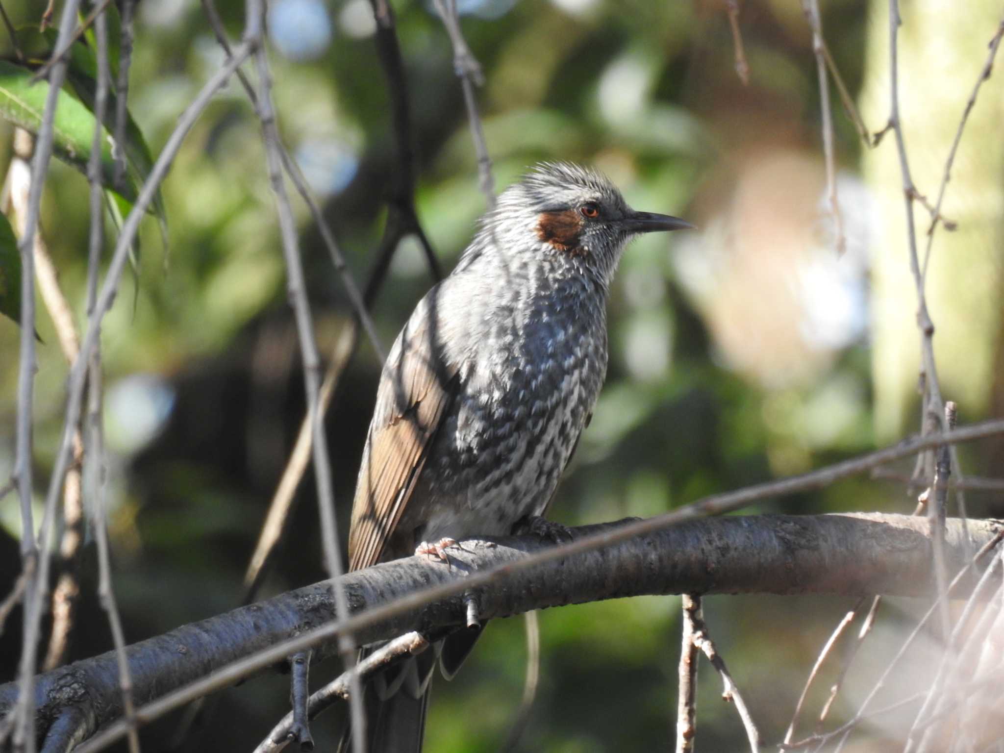 Brown-eared Bulbul