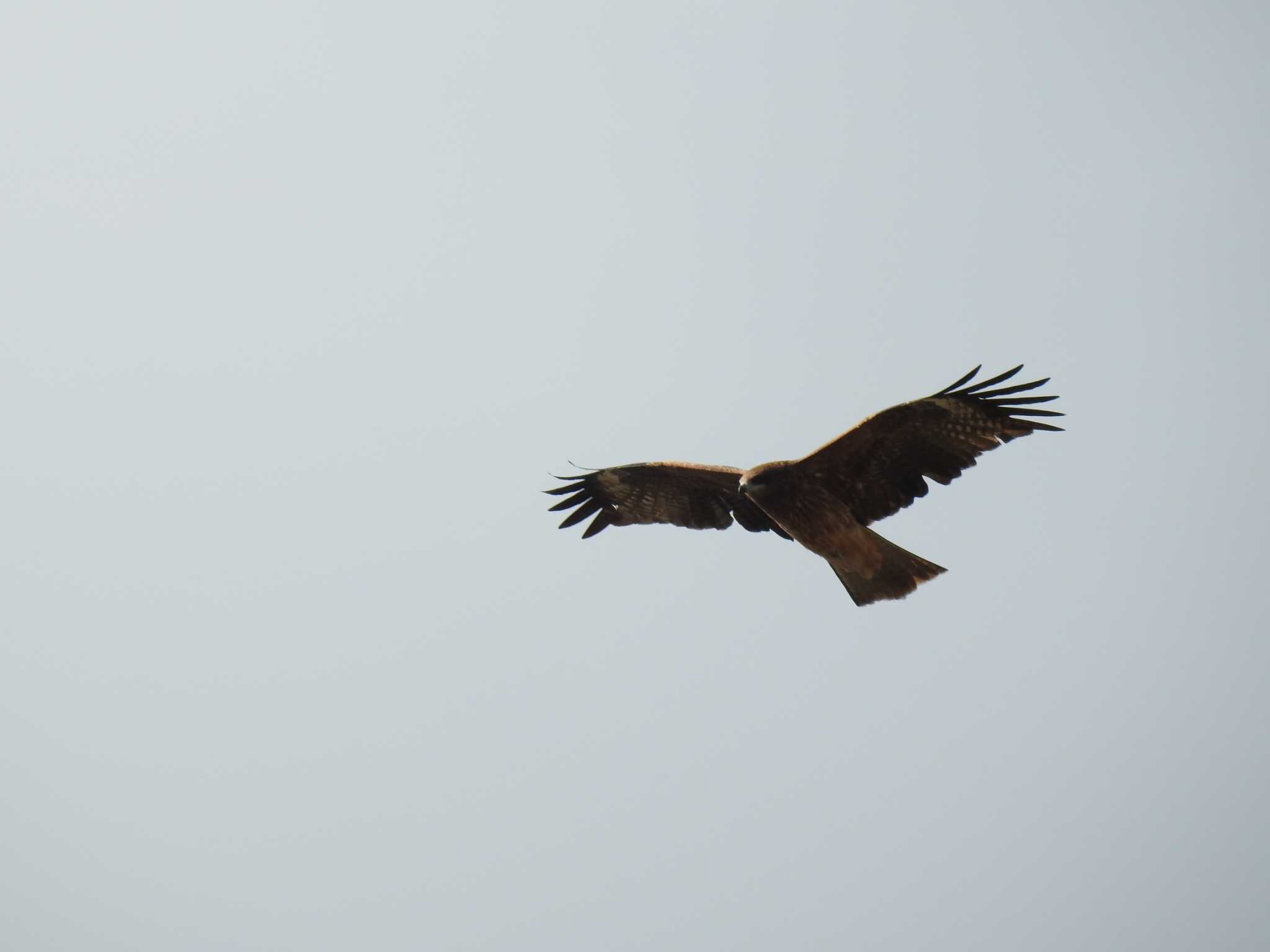 Black Kite