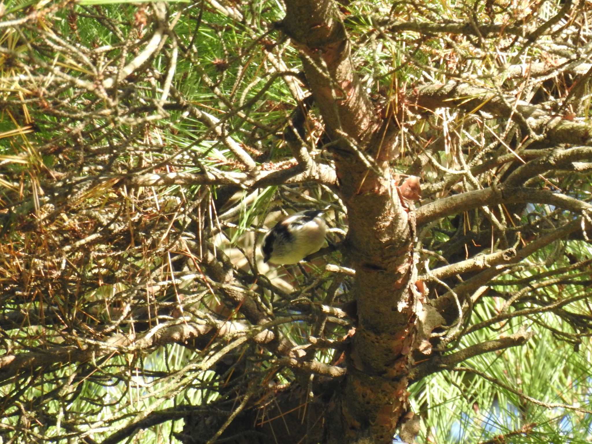 Long-tailed Tit