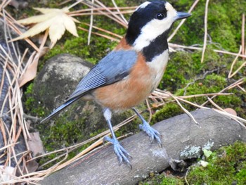 2020年11月21日(土) 兼六園の野鳥観察記録