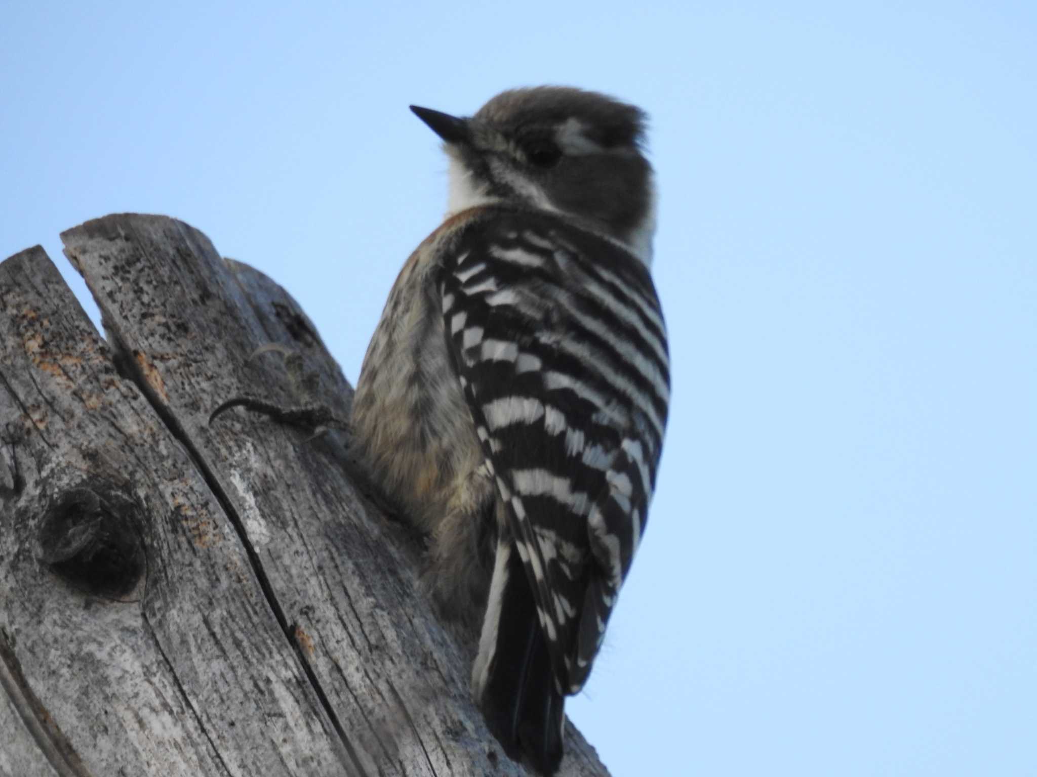 Japanese Pygmy Woodpecker