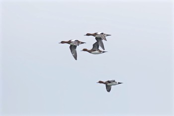 Eurasian Wigeon 平塚 Mon, 10/10/2016