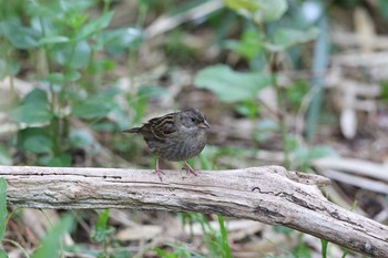 Grey Bunting Hegura Island Thu, 5/5/2016