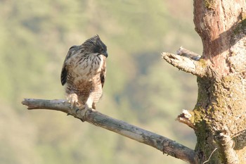 クマタカ 岐阜県 2015年10月7日(水)