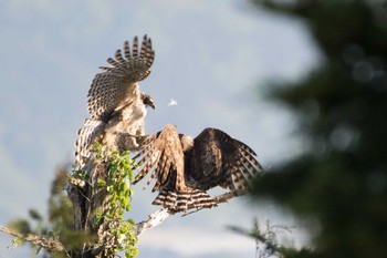 Mountain Hawk-Eagle 岐阜県 Wed, 5/4/2016