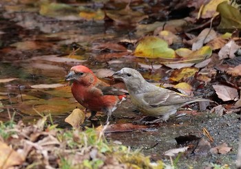 Red Crossbill 西湖 Tue, 11/24/2020