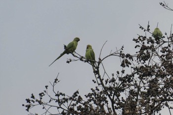 Rose-ringed Parakeet 東京都北区 Tue, 11/24/2020