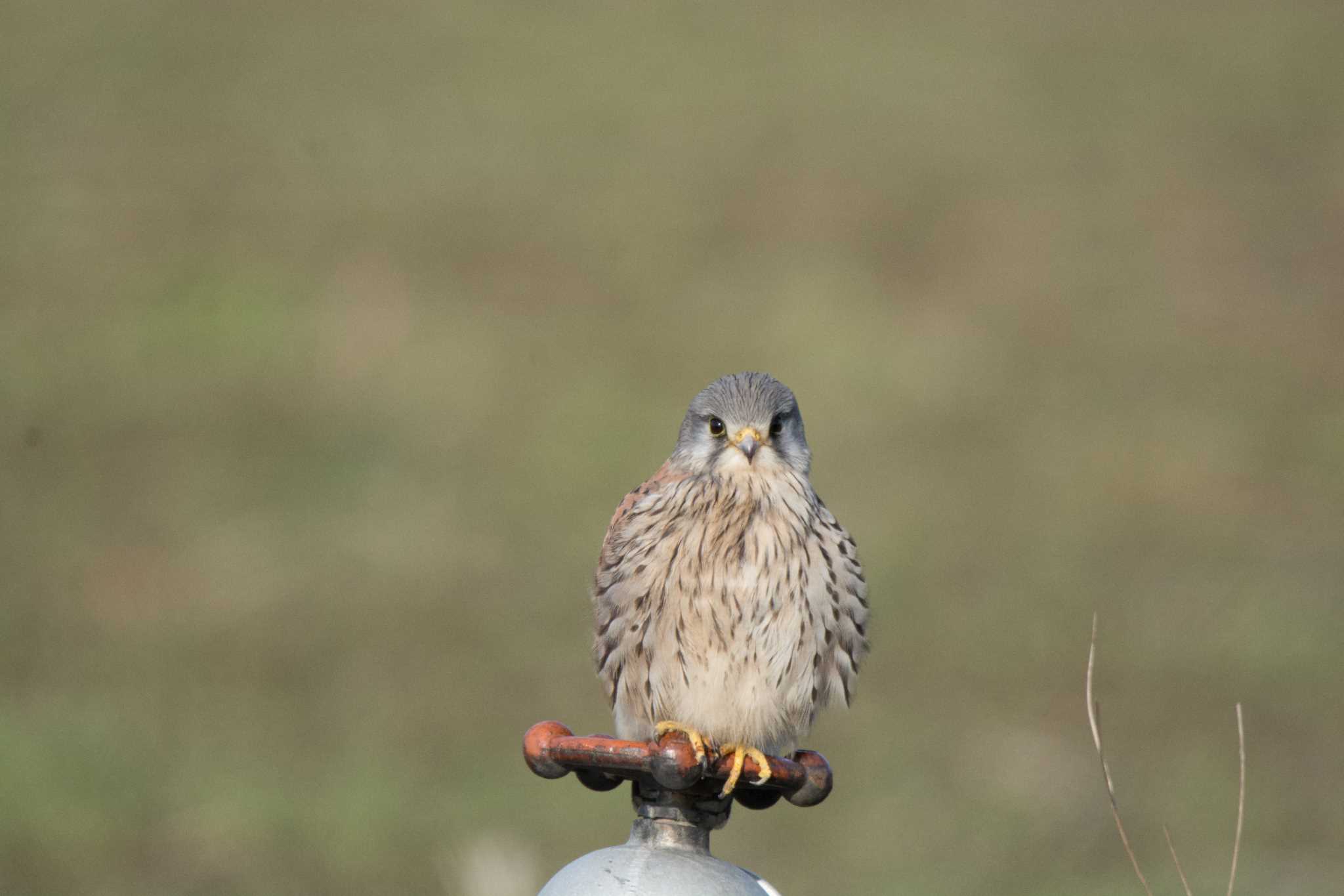 Photo of Common Kestrel at 河北潟 by 倶利伽羅