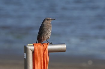 Blue Rock Thrush Kasai Rinkai Park Sat, 11/14/2020