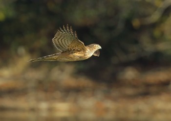 Eurasian Goshawk 愛知県 Sun, 11/22/2020