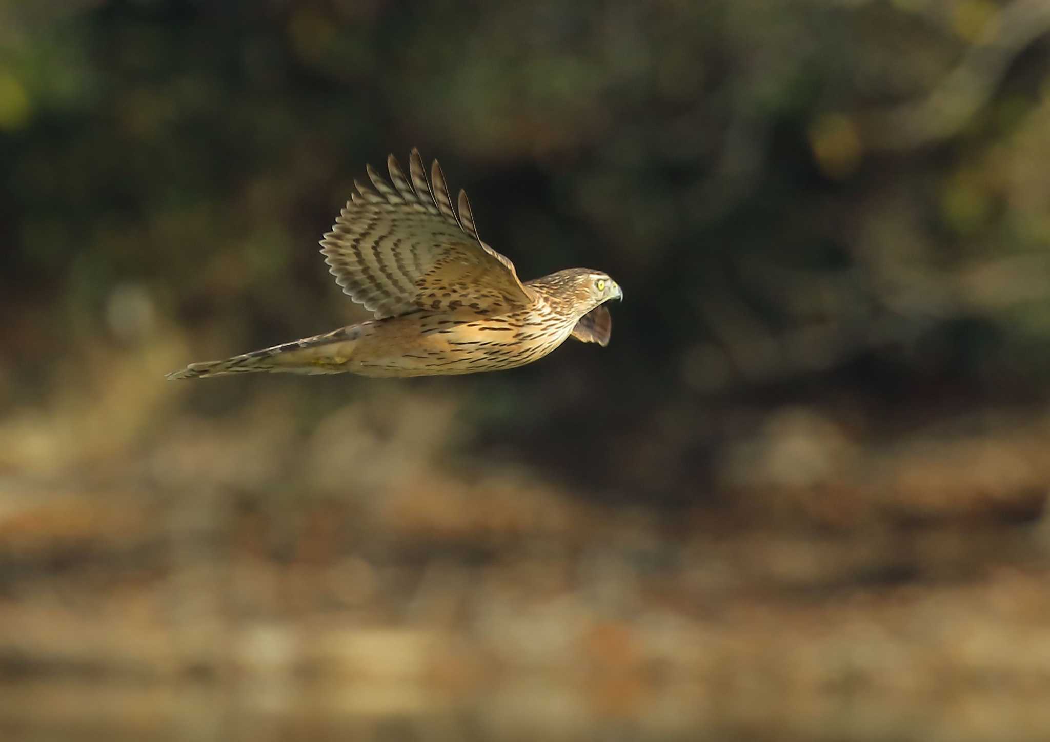 Photo of Eurasian Goshawk at 愛知県 by ma-★kun