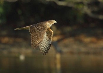 Eurasian Goshawk 愛知県 Sun, 11/22/2020