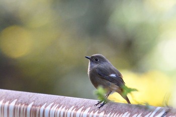 ジョウビタキ 香川県 2020年11月24日(火)