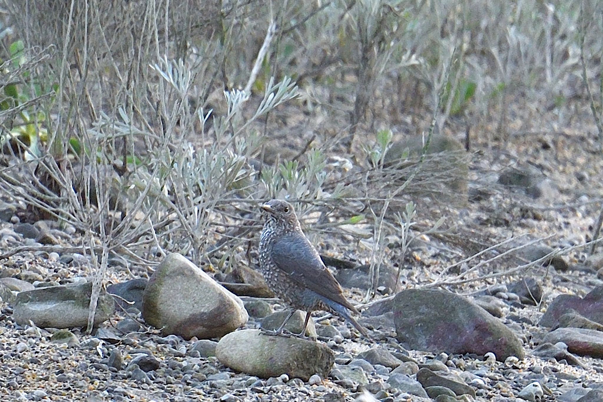 香川県 イソヒヨドリの写真 by あん子