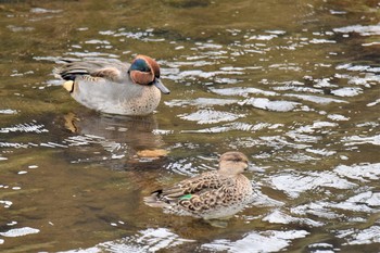 Eurasian Teal 鶴見川 Tue, 11/24/2020