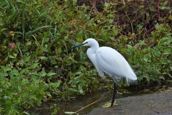 Little Egret 鶴見川 Tue, 11/24/2020