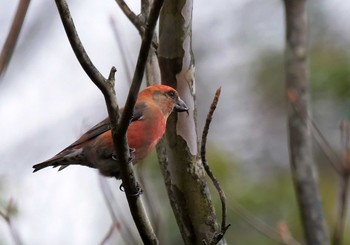 Red Crossbill 西湖 Tue, 11/24/2020