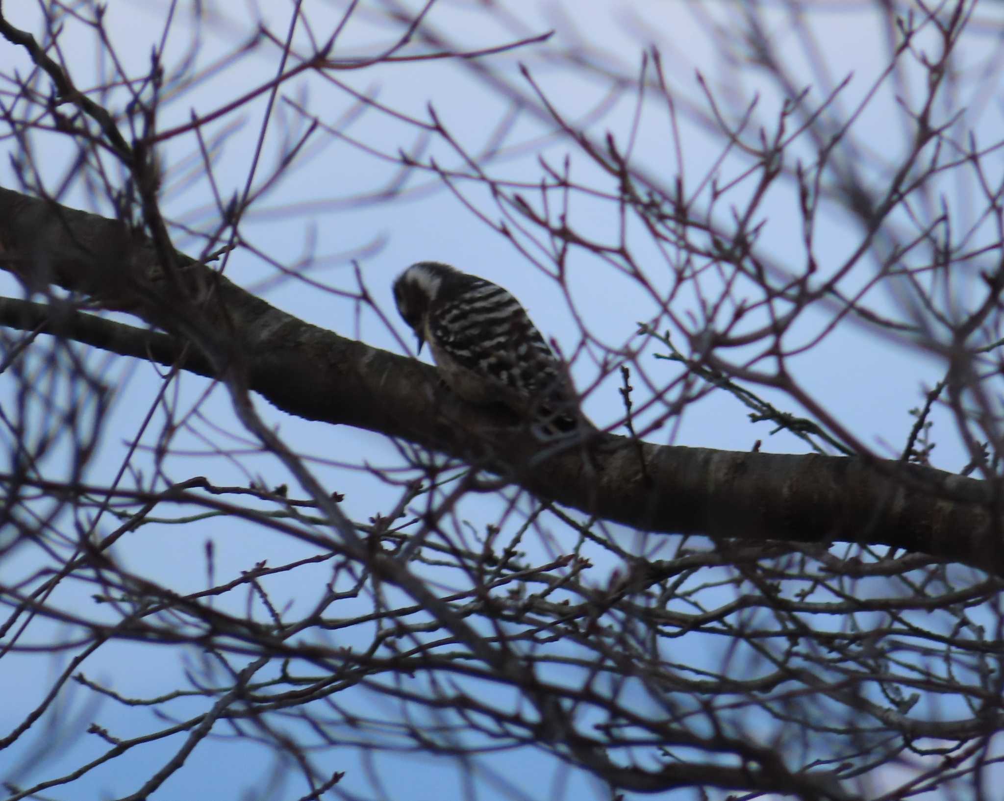 Photo of Japanese Pygmy Woodpecker at 御所湖 by ゆ