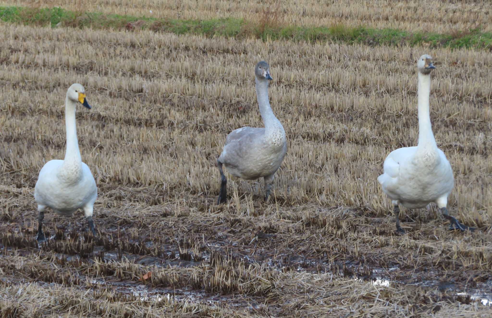 Photo of Whooper Swan at 御所湖 by ゆ