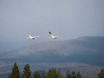 Whooper Swan 御所湖 Tue, 11/24/2020