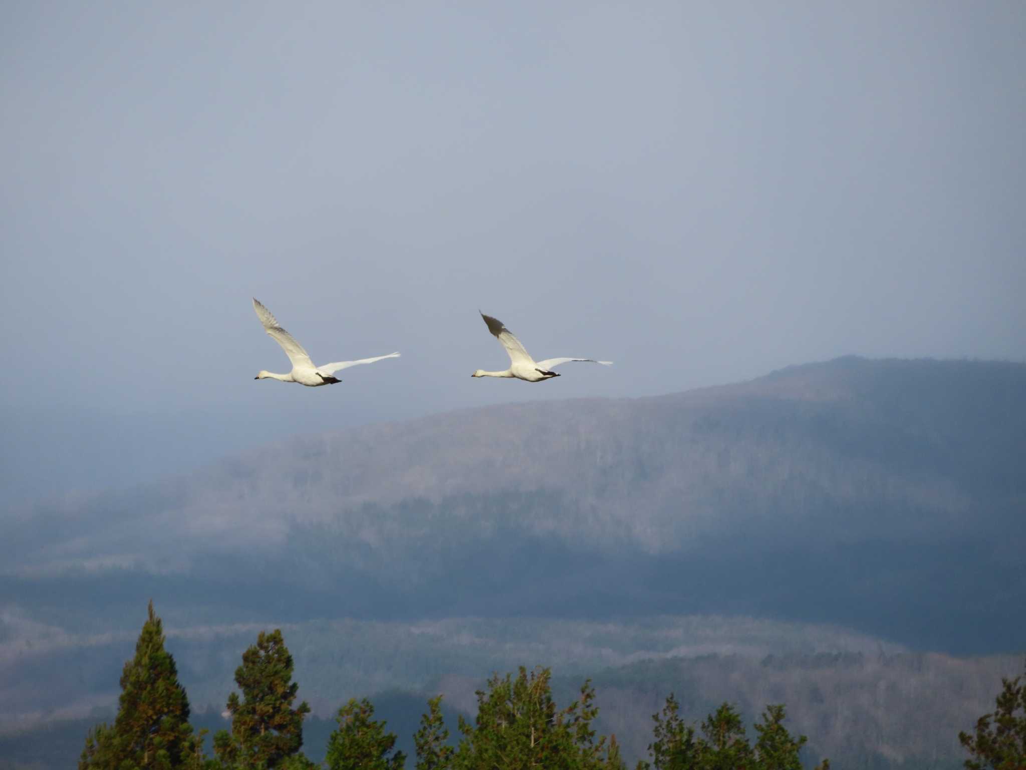 Photo of Whooper Swan at 御所湖 by ゆ