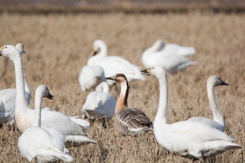 Swan Goose 石川県小松市湖東町 Sun, 2/7/2016