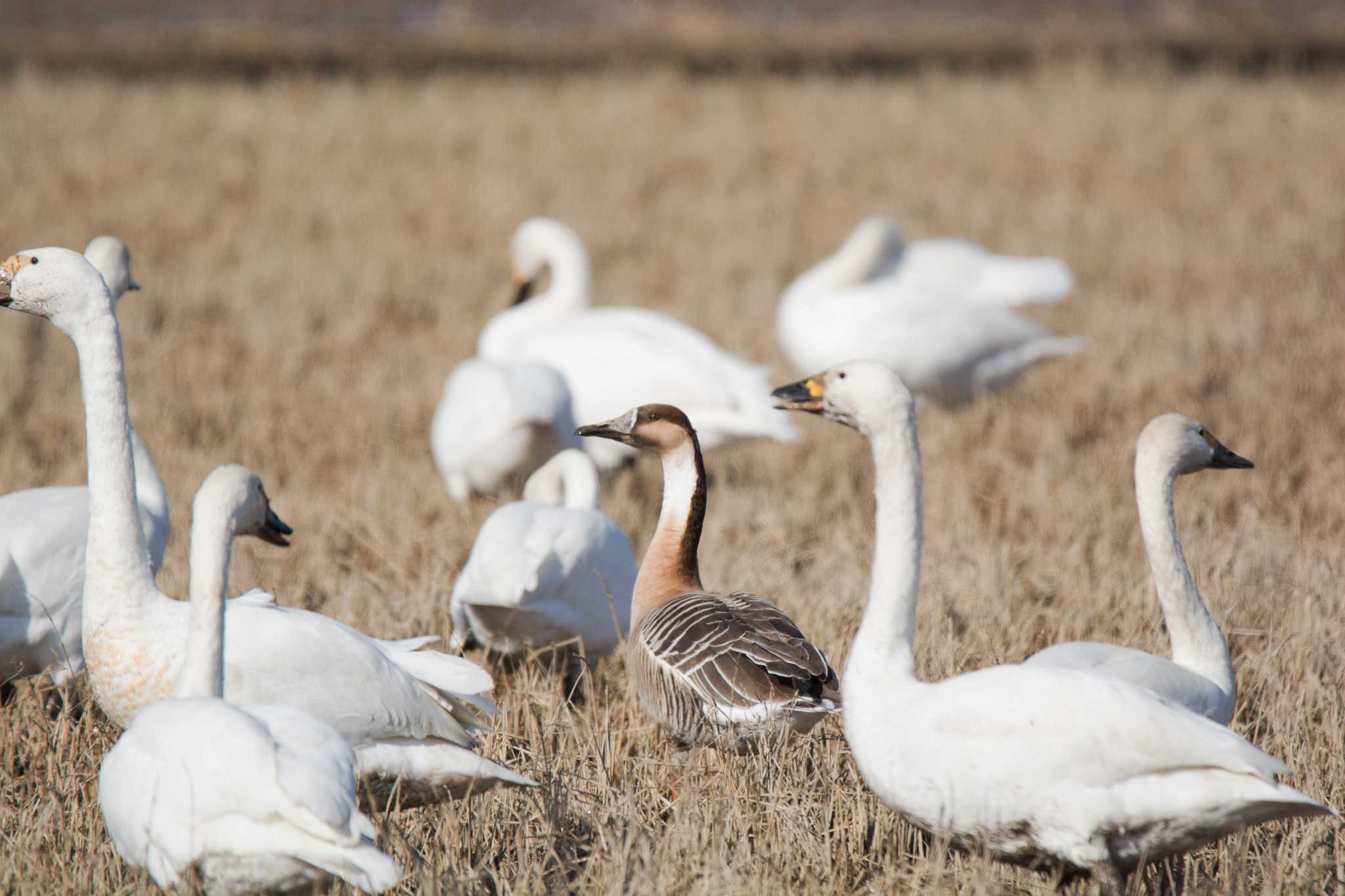 Photo of Swan Goose at 石川県小松市湖東町 by 倶利伽羅