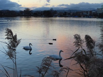 Whooper Swan 高松の池 Tue, 11/24/2020