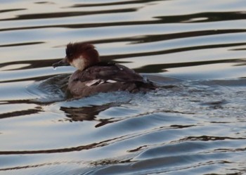 Smew 高松の池 Tue, 11/24/2020