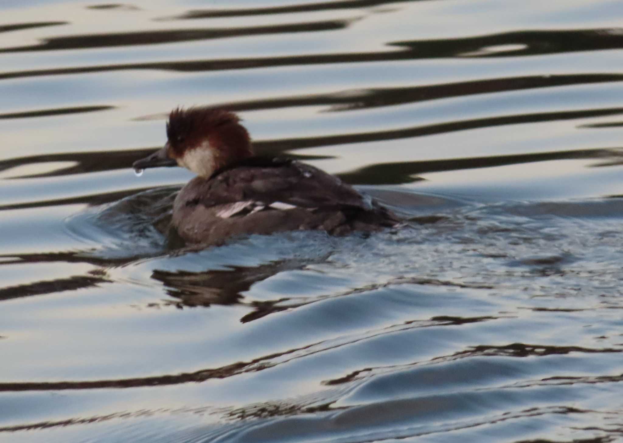 Photo of Smew at 高松の池 by ゆ