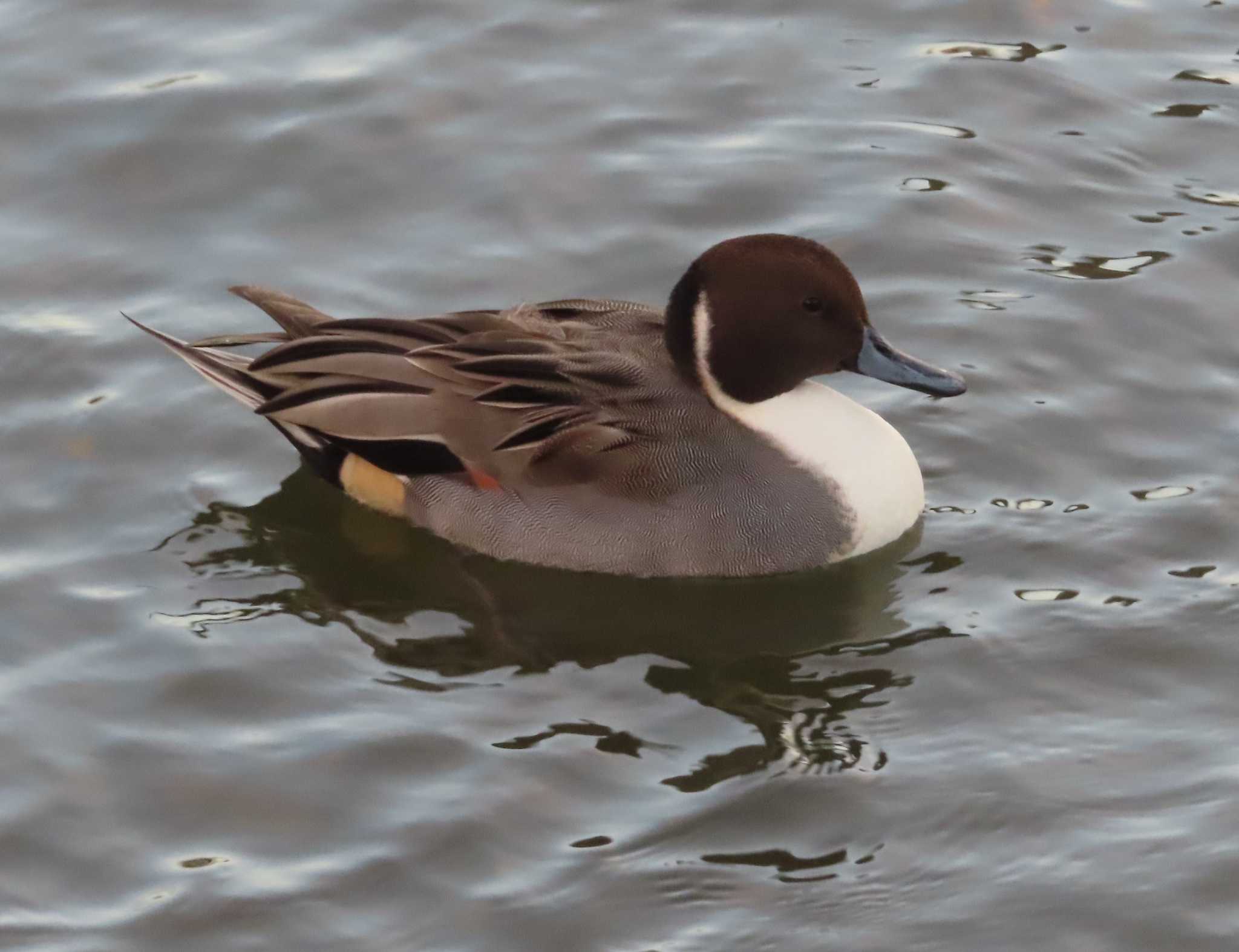 Photo of Northern Pintail at 高松の池 by ゆ