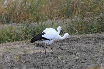 コウノトリ 渡良瀬遊水地 2020年11月24日(火)